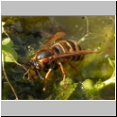 Dolichovespula media - Mittlere Wespe 02 Koenigin.jpg